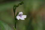 Looseflower waterwillow